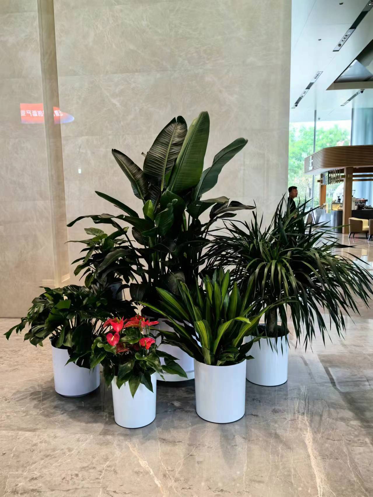 朝陽區(qū)綠植花卉租賃